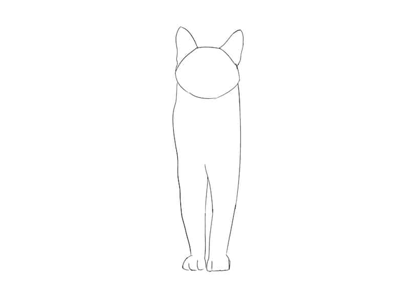 Sitzende Katze Zeichnen