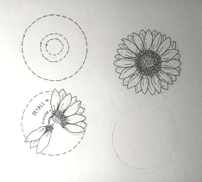 Sonnenblume zeichnen 5