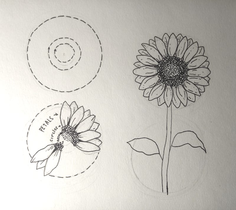 Sonnenblume zeichnen 7