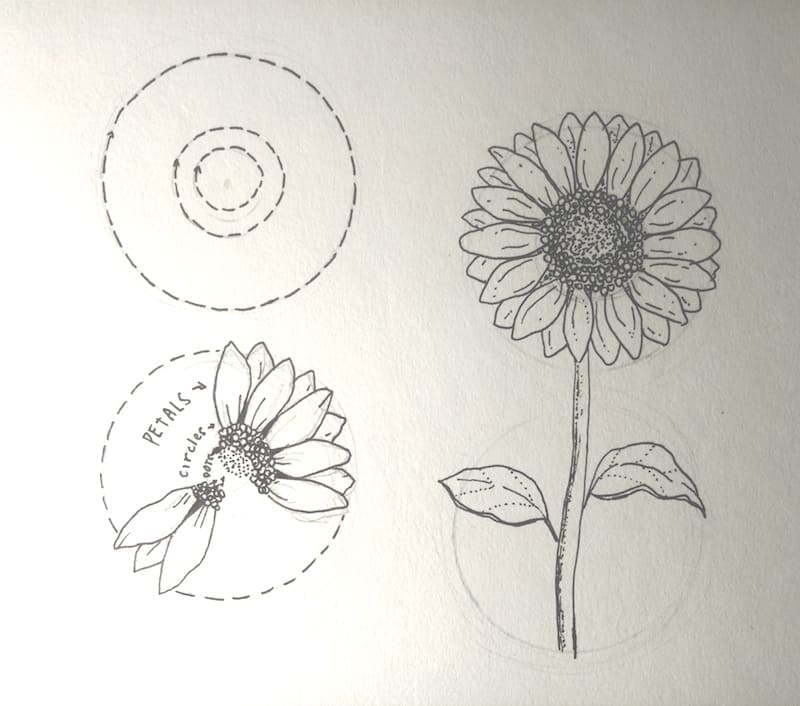 Sonnenblume zeichnen 9