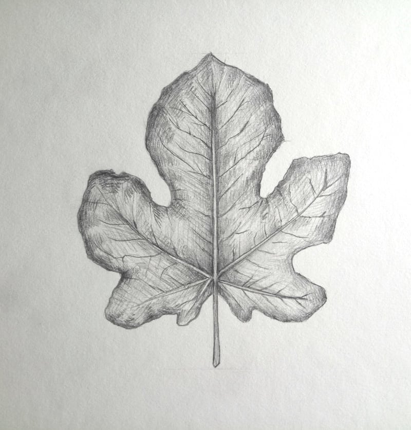 Blätter zeichnen 12