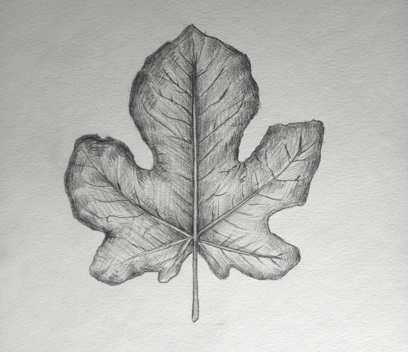 Blätter zeichnen 13