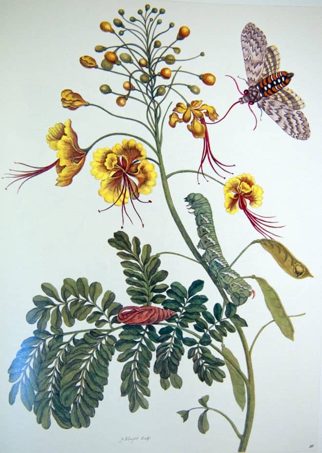 Botanische Illustration