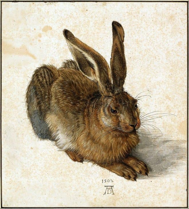 Feldhase Dürer