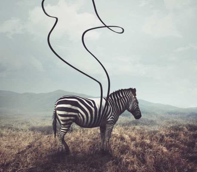 Zebra Kunst Komposition