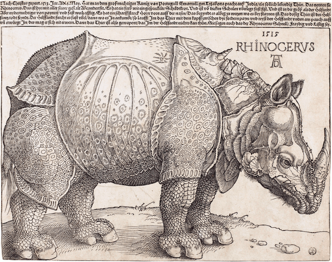 Rhinozeros Dürer