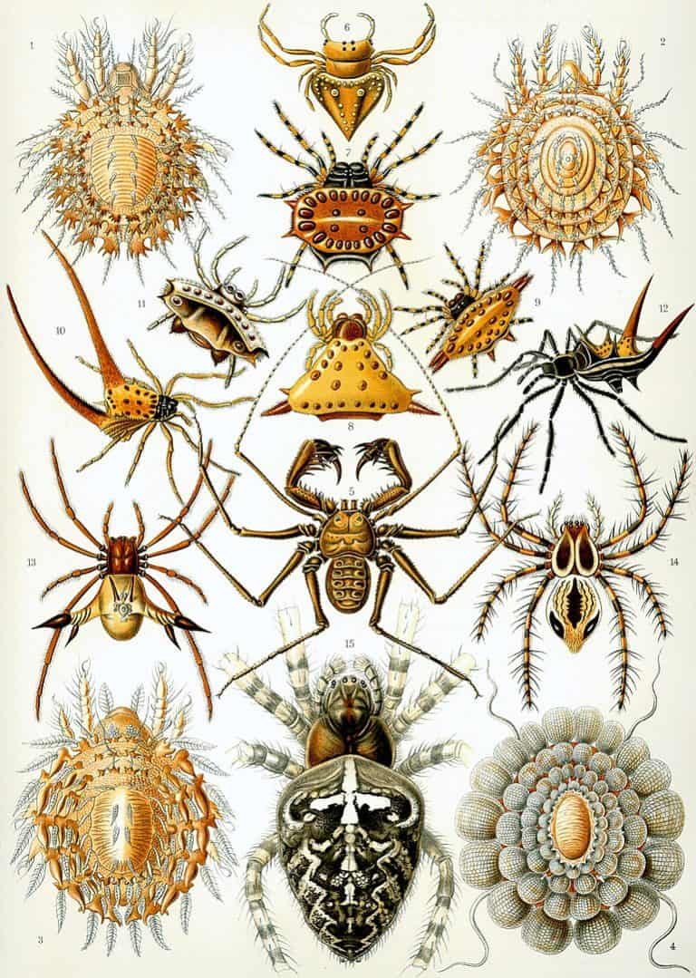 Ernst Haeckel und seine Botanischen Illustrationen - Beispiele + Werke