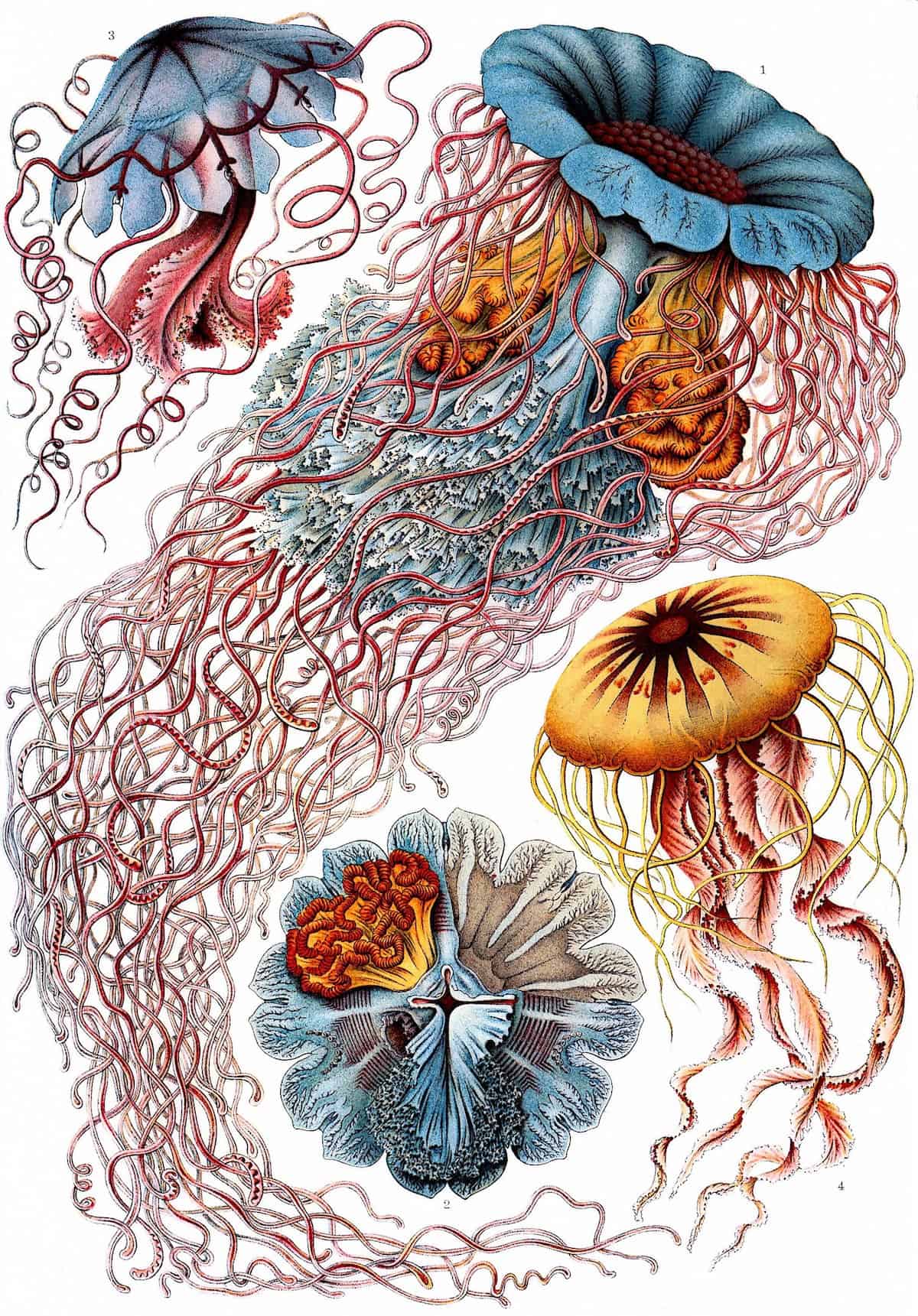 Ernst Haeckel Illustration