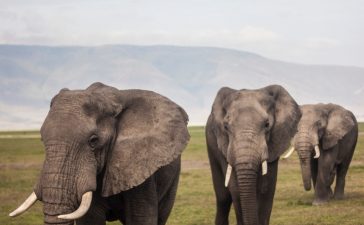 Tierfotografie Elefanten spazieren
