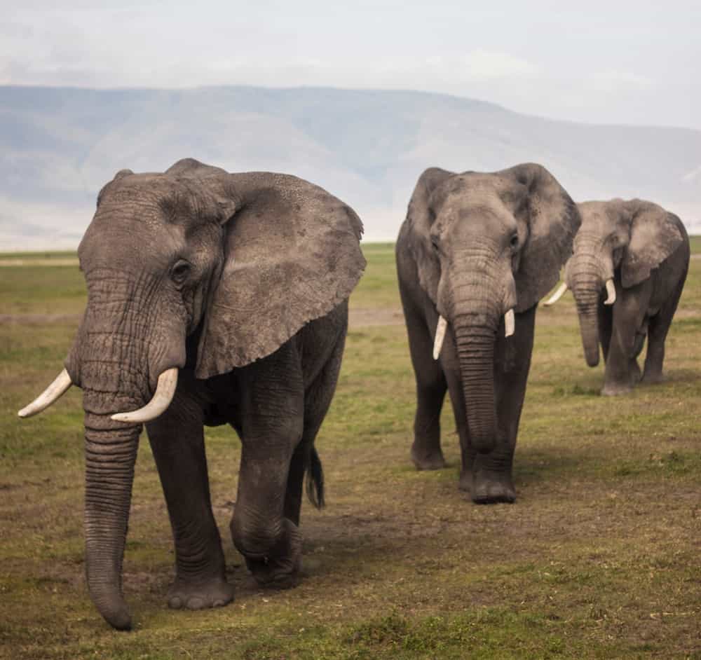 Tierfotografie Elefanten spazieren