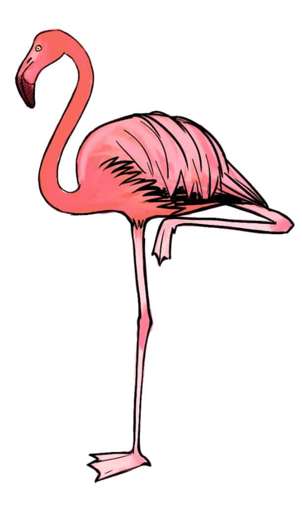 Vögel zeichnen: Flamingo
