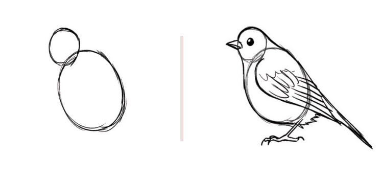 Vögel zeichnen Körperproportionen