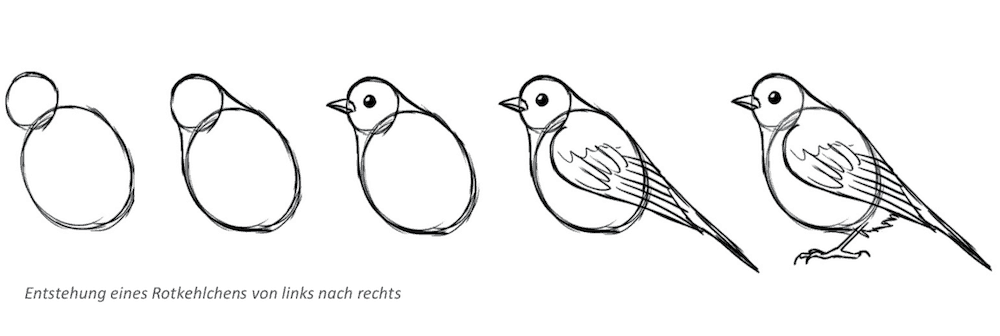Vögel zeichnen - Rotkehlchen Progression