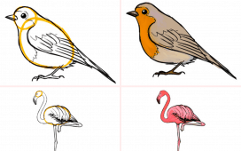 Vögel zeichnen lernen