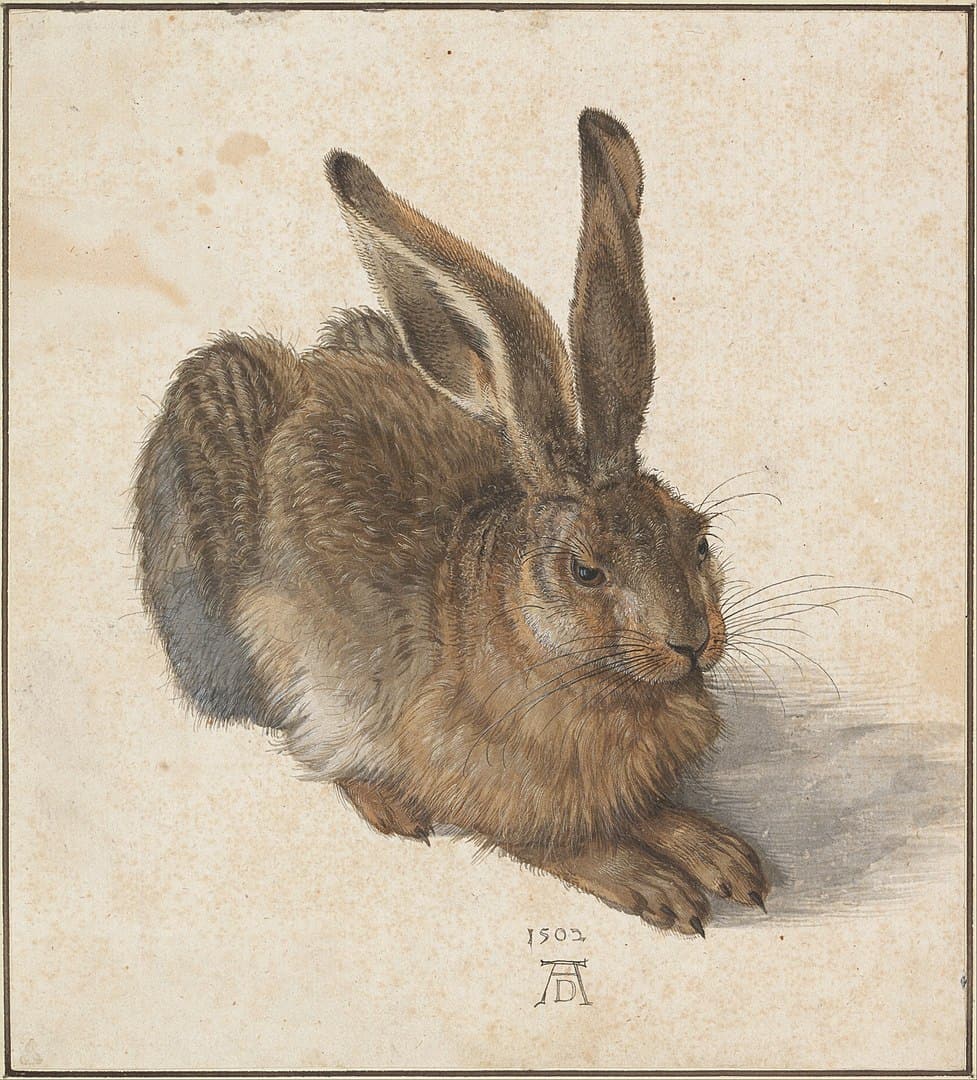 Albrecht Dürer Hase, 1502