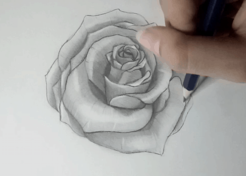 Rose zeichnen 13