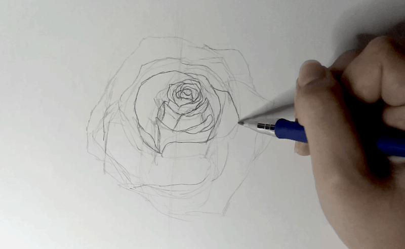 Rose zeichnen 2