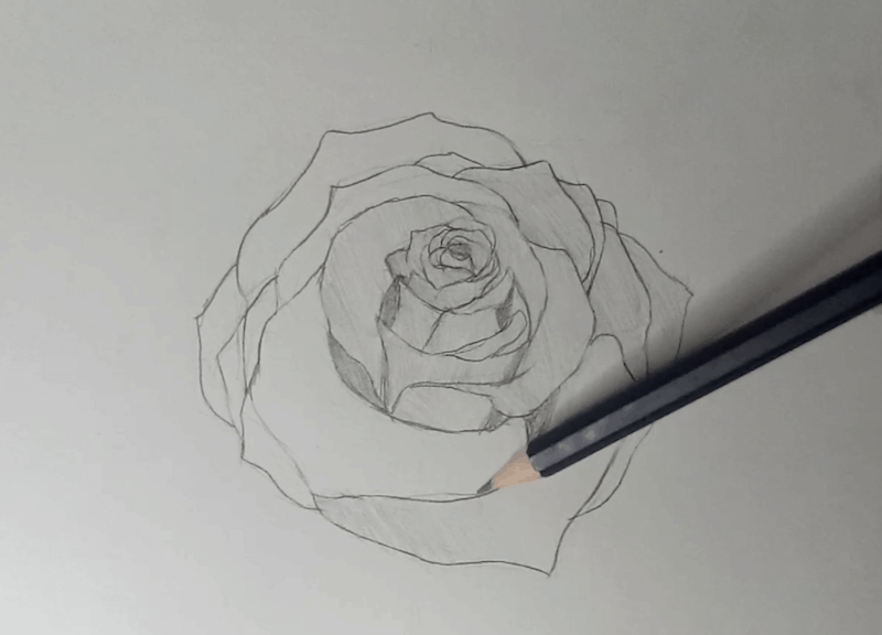 Rose zeichnen 4