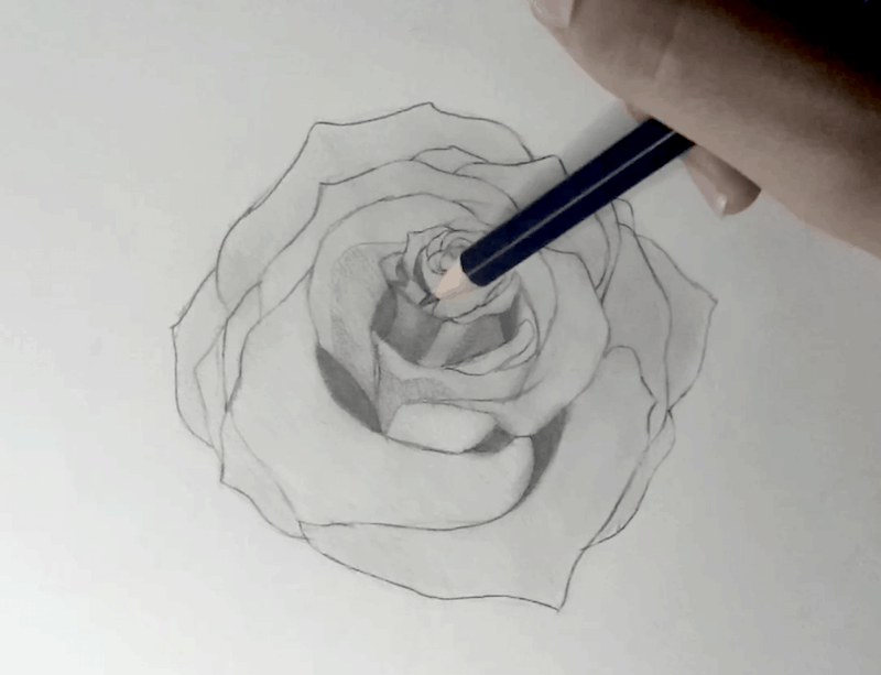 Rose zeichnen 5