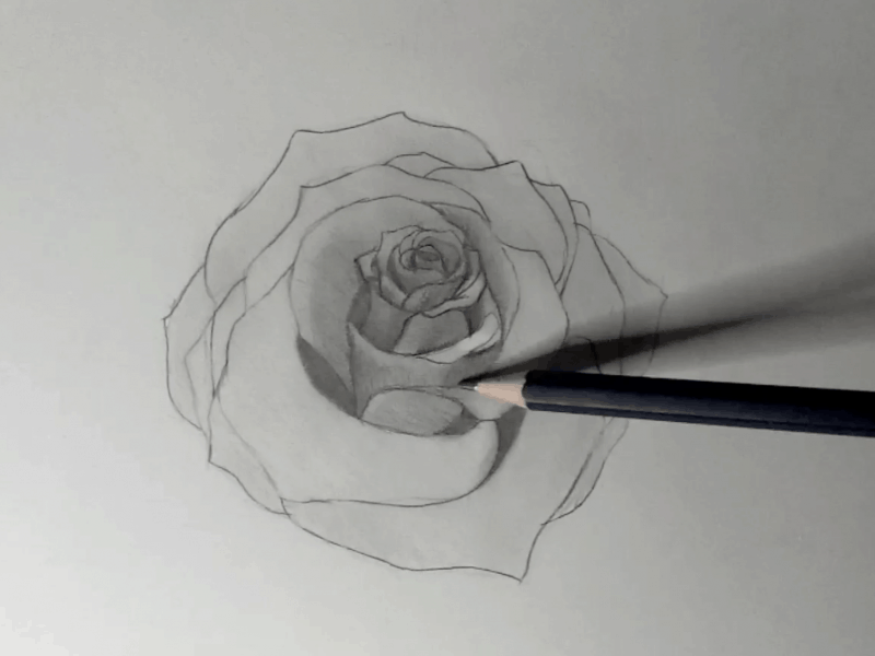Rose zeichnen 6