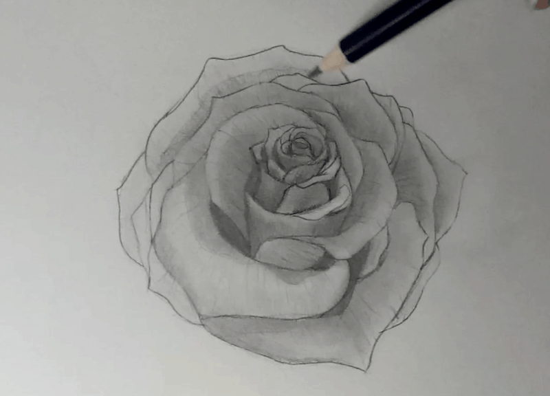 Rose zeichnen 7
