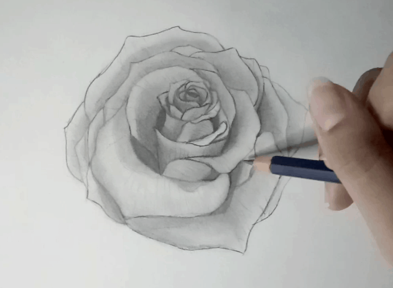 Rose zeichnen 8