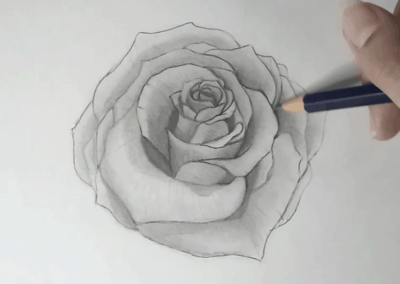 Rose zeichnen 9