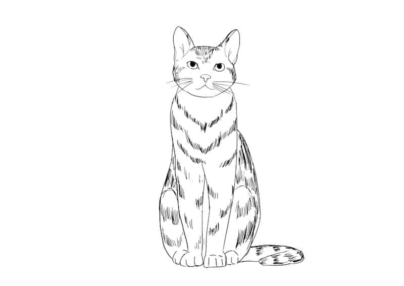 Katze zeichnen lernen - 5 Schritt Anleitung für schöne Katzen