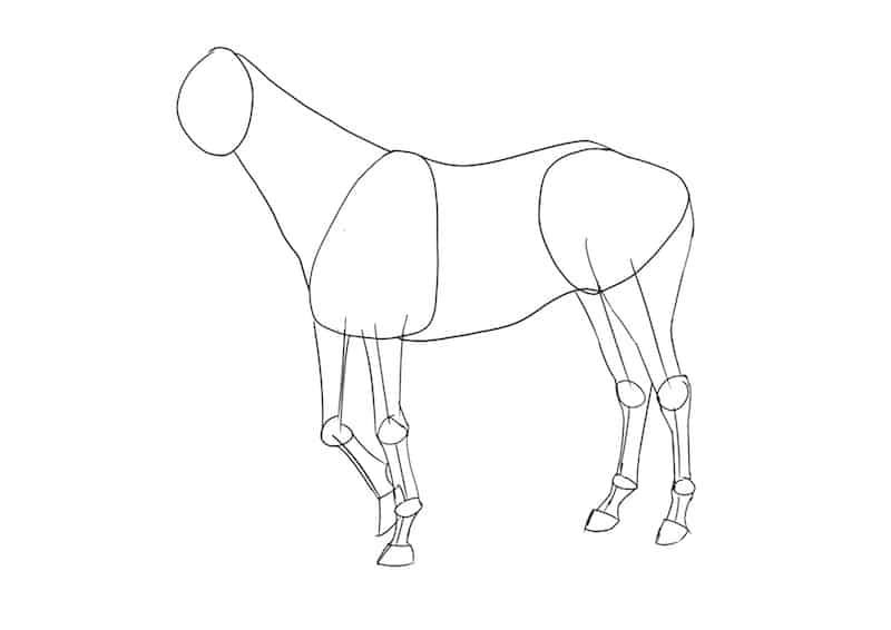 Pferd zeichnen 4