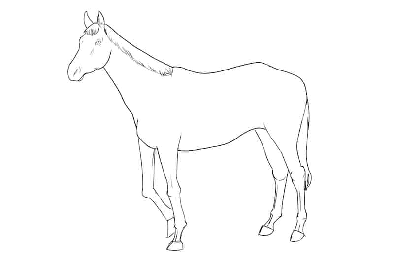 Pferd zeichnen 7