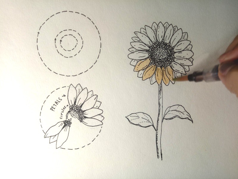  Sonnenblume zeichnen lernen - Komplette Step by Step Anleitung Motiv 