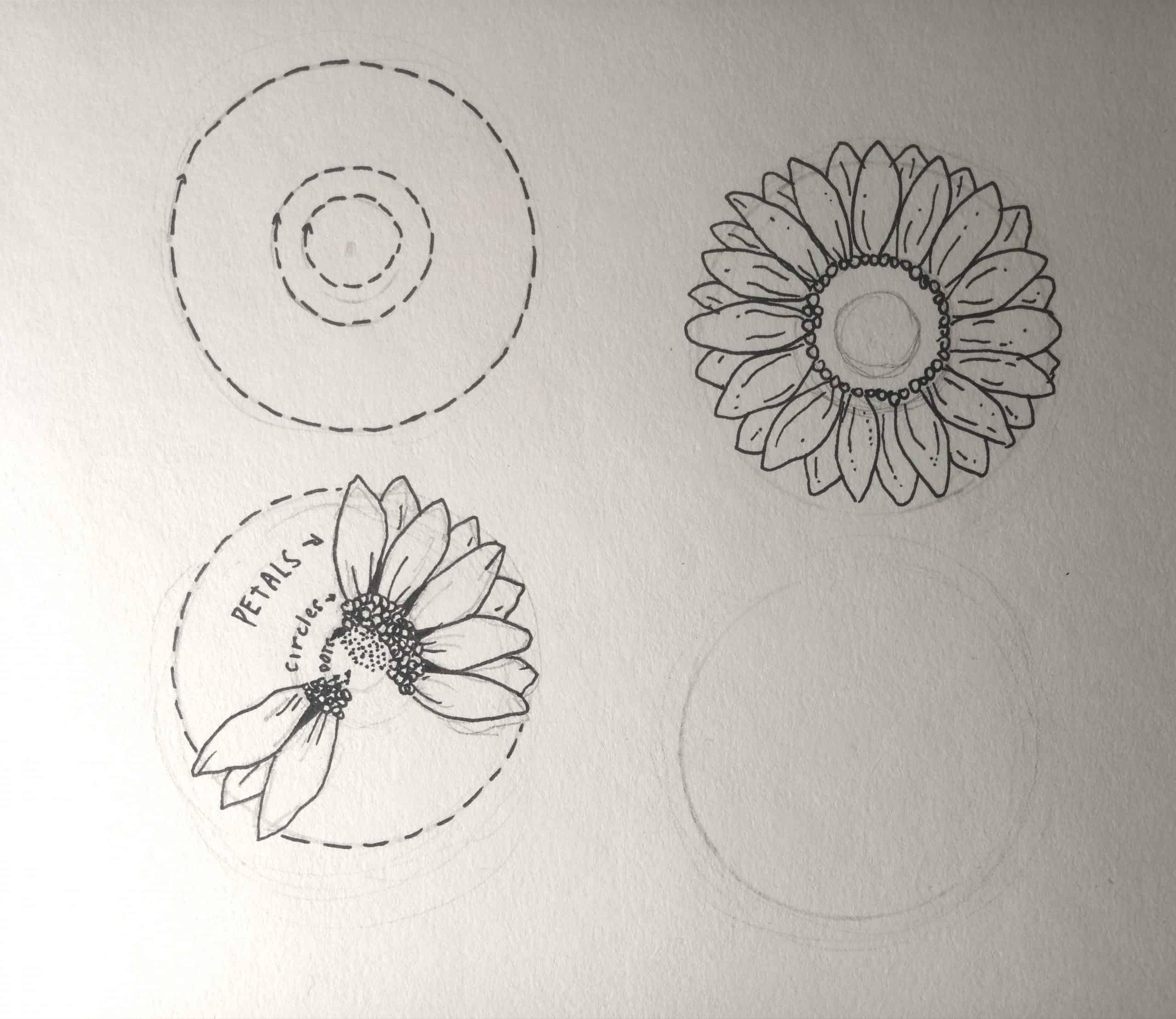 Sonnenblume zeichnen 3