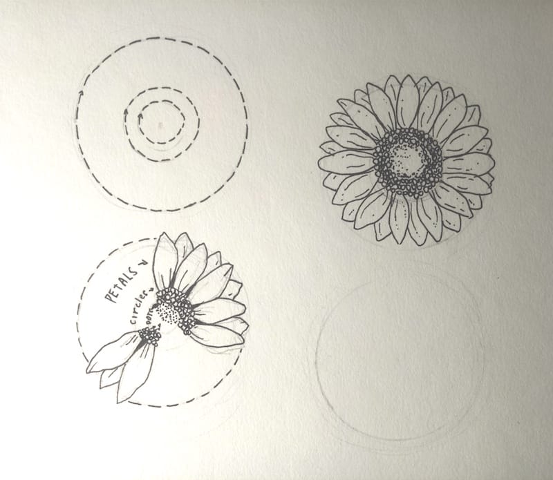 Sonnenblume zeichnen 4