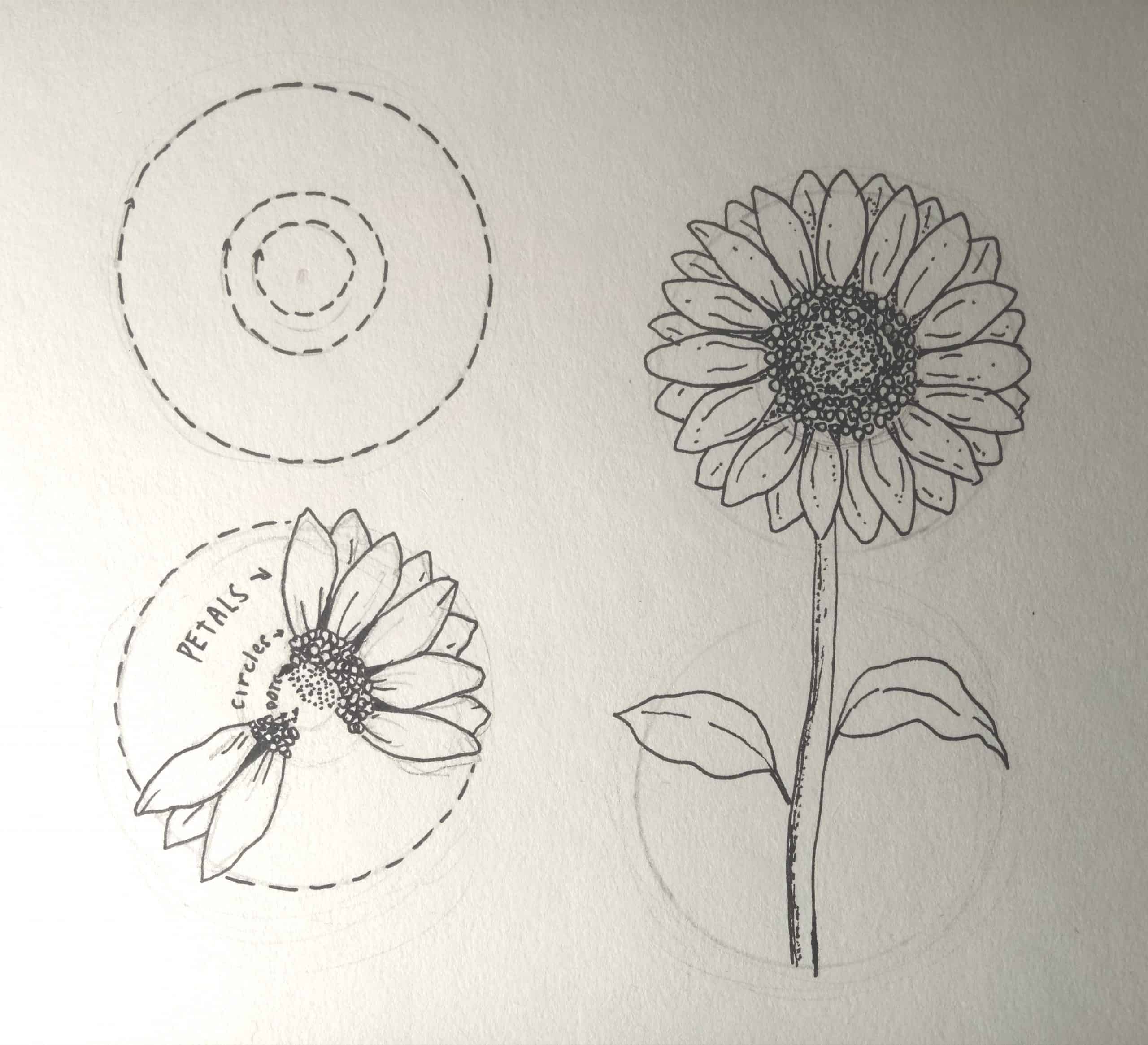 Sonnenblume zeichnen 8