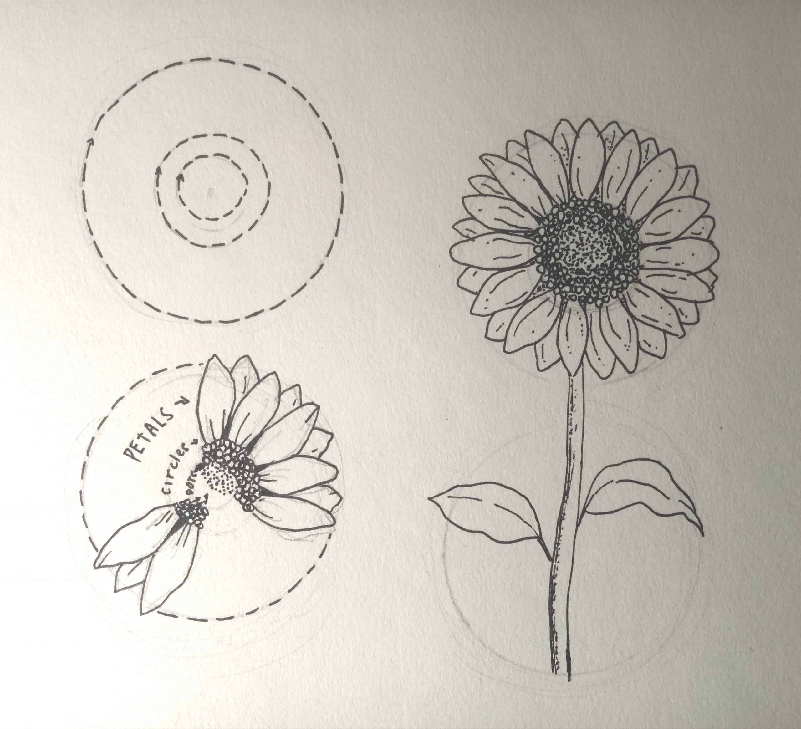  Sonnenblume zeichnen lernen - Komplette Step by Step Anleitung Illustration 