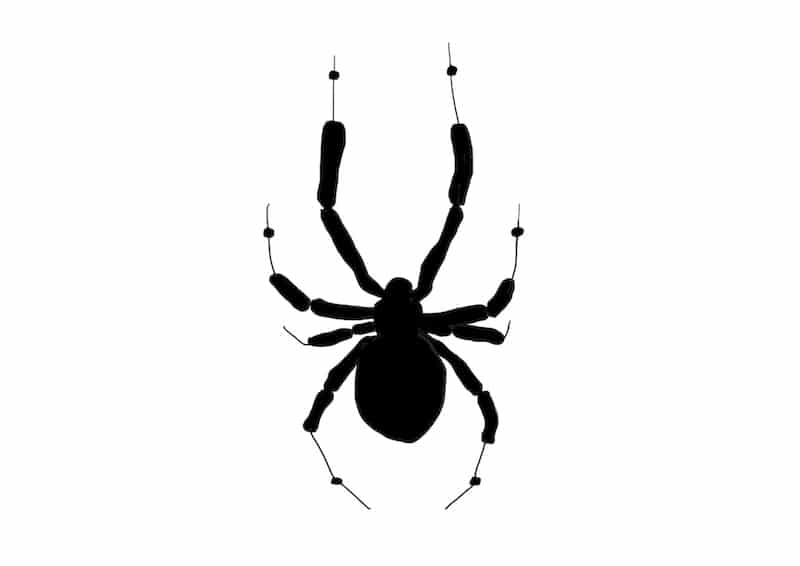 Spinne zeichnen 4