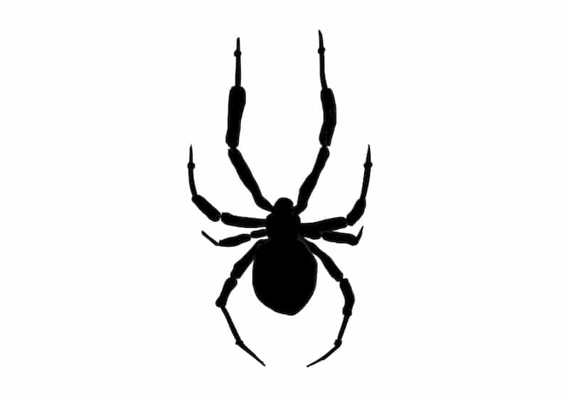 Spinne zeichnen lernen 5