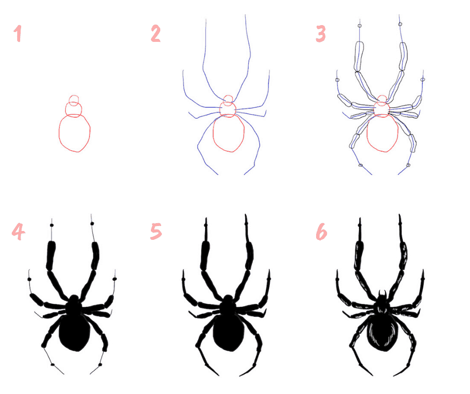 Spinne zeichnen lernen