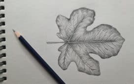 Blätter zeichnen