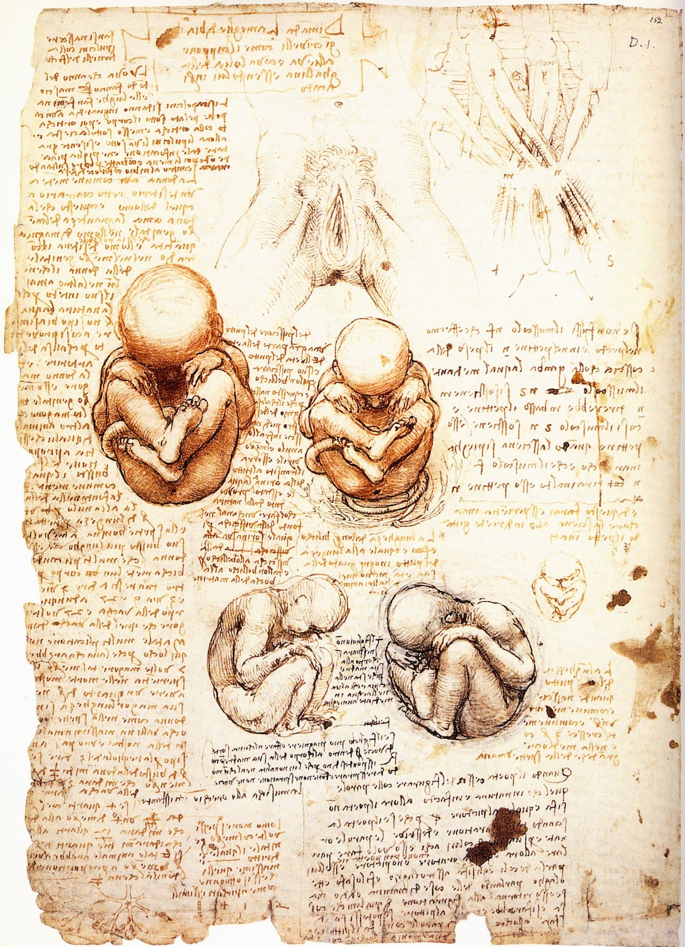 Leonardo da Vincis Embryozeichnung 2