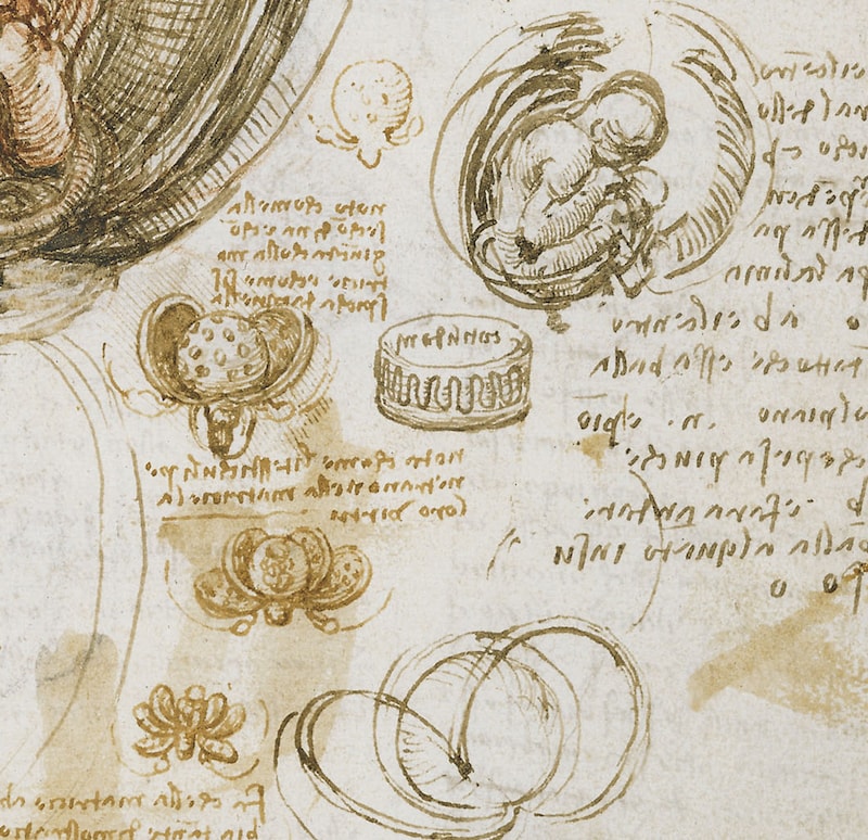 Leonardo da Vincis Embryozeichnung 3