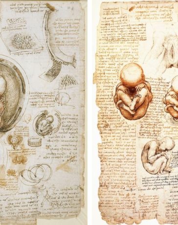 Leonardo da Vincis Fötuszeichnung
