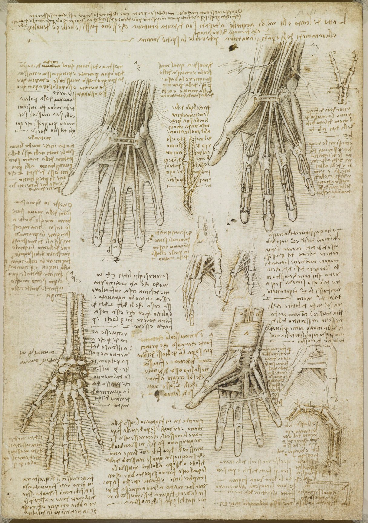 Leonardos Anatomiestudien 5