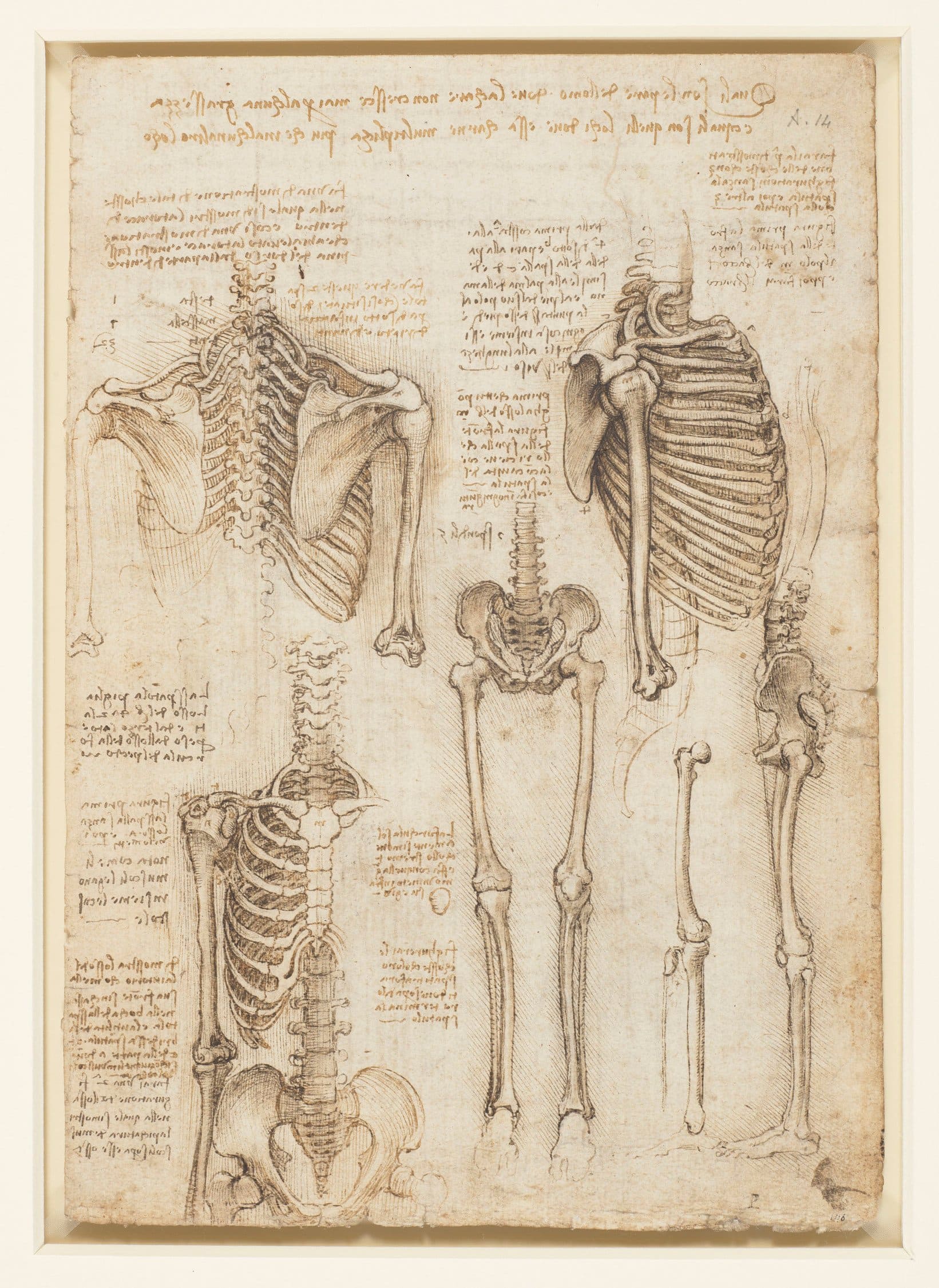 Leonardos Anatomiestudien 6