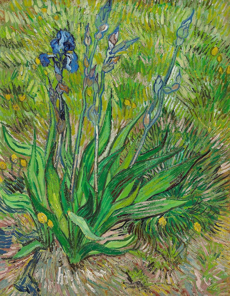 Vincent van Gogh, Schwertlilie, Mai 1889